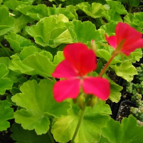 Pelargonium 'Persian Queen', dark pink blooms and lime green leaves