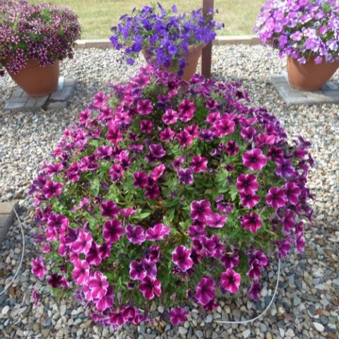 Petunia Crazytunia UltraViolet, purple and dark purple