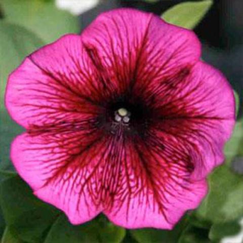 Petunia Carpet Plum, pink-purple edge with dark purple throat