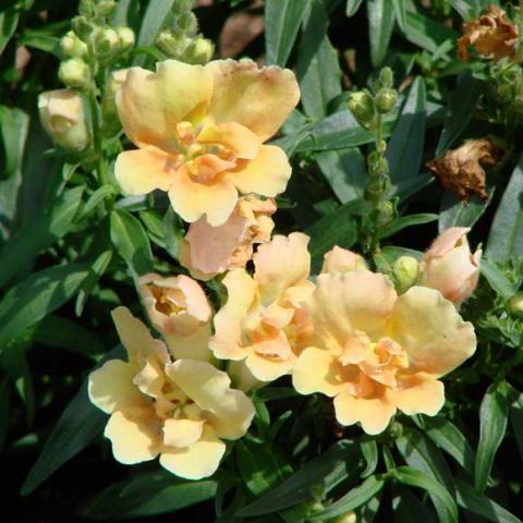 Snapdragon 'Twinny Peach', yellow-orange frilly flowers