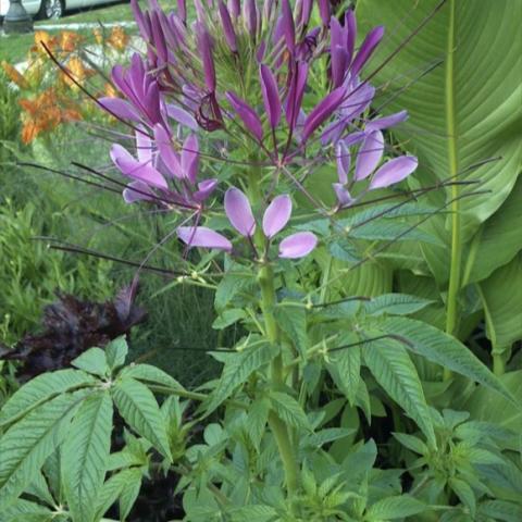 Cleome 'Violet Queen', lavender-purple flowers