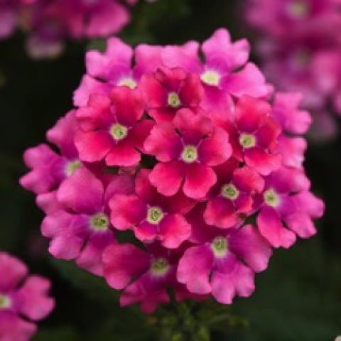 Verbena Pops Pink, cluster of bright pink flowers