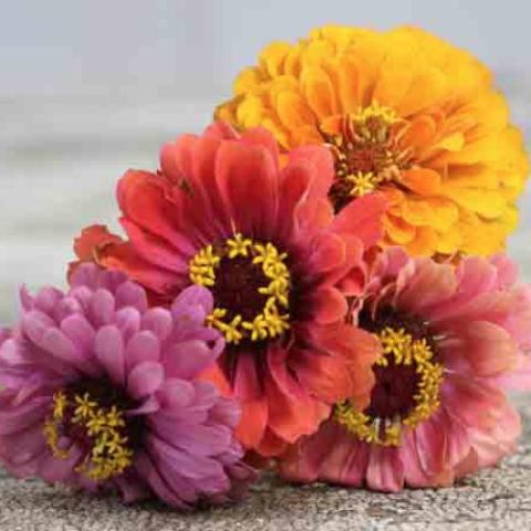 California Giant zinnias, mix of colors