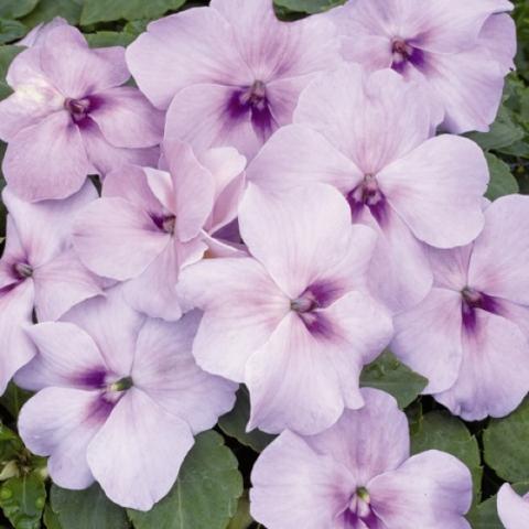 Impatiens Xtreme Lavender, light lavender blooms