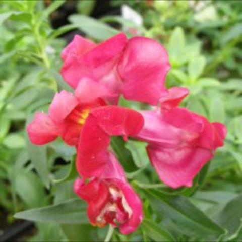 Snapdragon 'Sonnet Red'