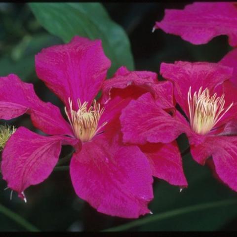 Clematis Ernest Markham, red-magenta with gold anthers