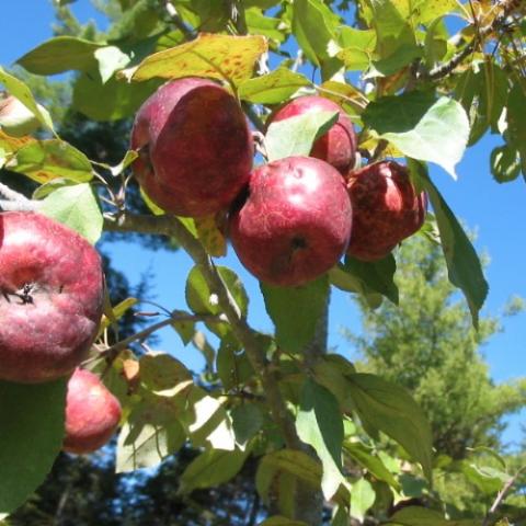 Frostbite apple, red fruit on a tree