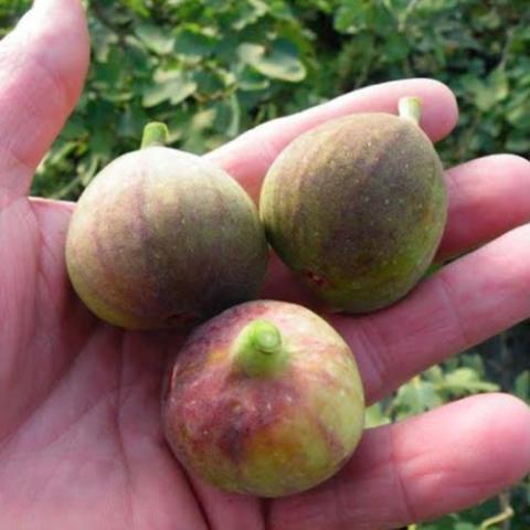 Magnolia figs, green to reddish, about 1.5 inches long