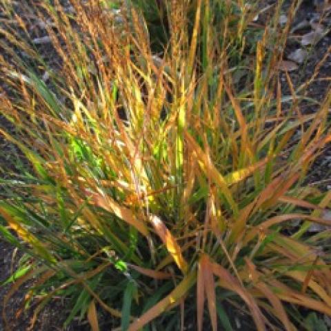 Calamagrostis ChejuDo, graceful grass turning yellow to orange in fall