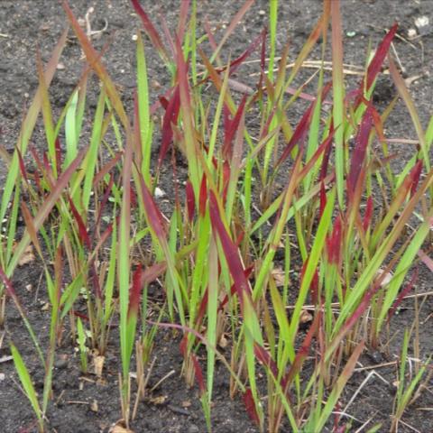 Showy grass whose long slender light green leaf blades have garnet red tips.