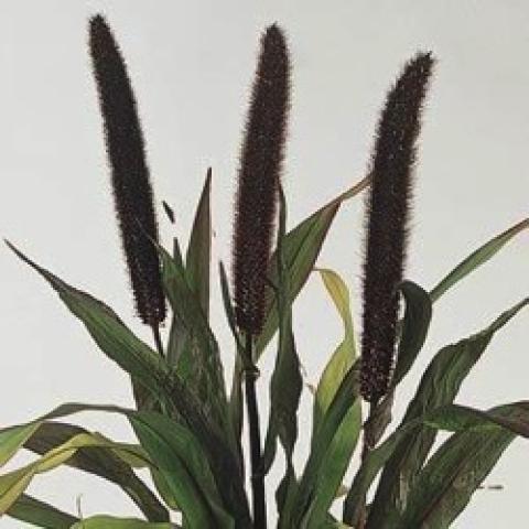 Pennisetum Purple Baron grass, dark long seed heads