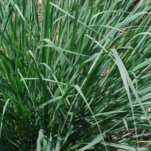 Molinia Skyracer, tall graceful green grass