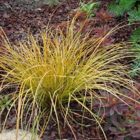 Tuft of yellow foliage.