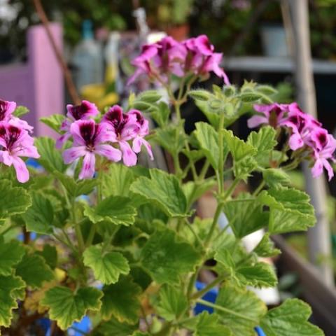 Scented Geranium Orange Fizz, pink and purple flowers 