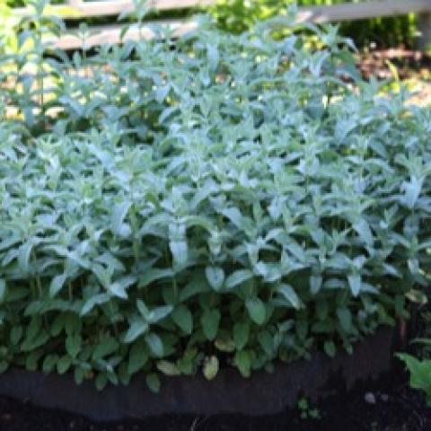 Himalayan Silver mint, silvery leaves