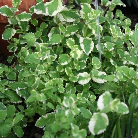 Green leaves edged with white