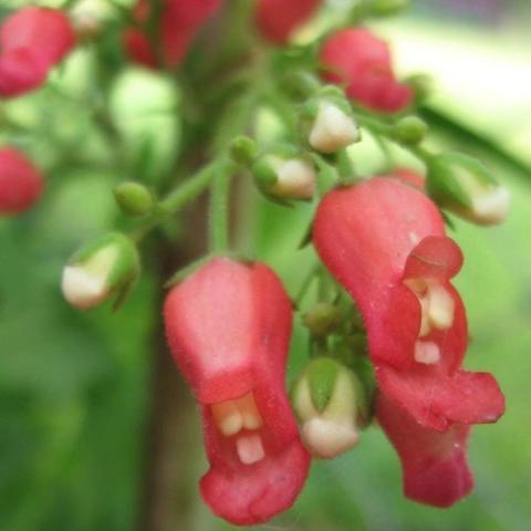 Scrophularia macrantha, tubular red flowers with white centers