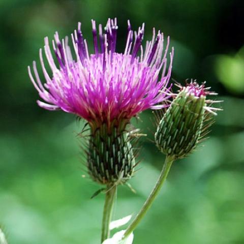 Wild Pasture Thistle, bright pinkish purple flowers