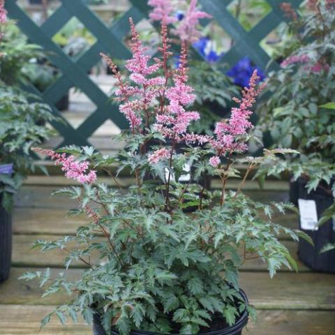 Astilbe Key West, pink flowers