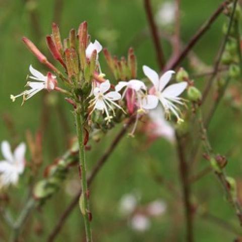 Gaura longiflora, white narrow petals