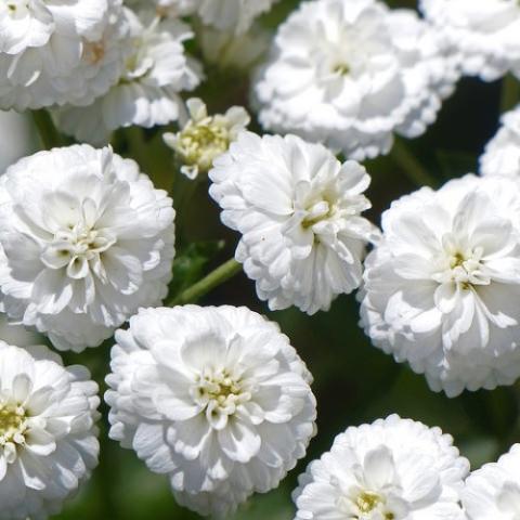 Achillea Noblessa, small, double white pom poms