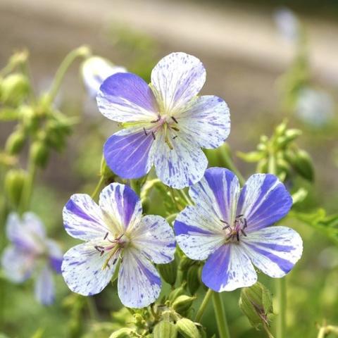 Geranium Delft Blue, white five-petaled flowers with blue-lavender irregular spattering