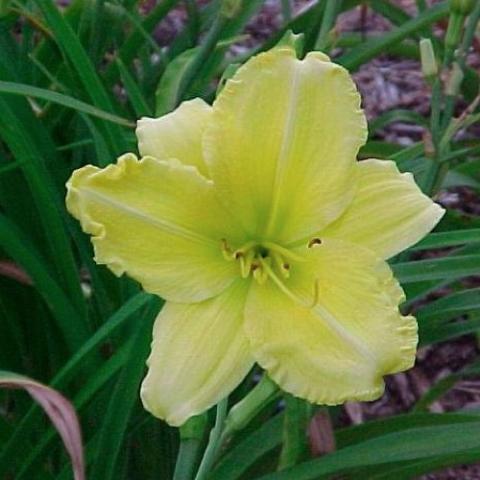 Hemeocallis Broadmoor Wilma, light yellow, crimped edges