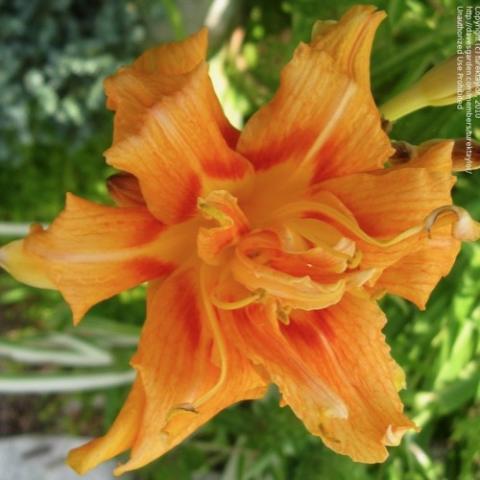 Hemeocallis Variegated Kwanso, double two-tone orange, green and white variegated leaves