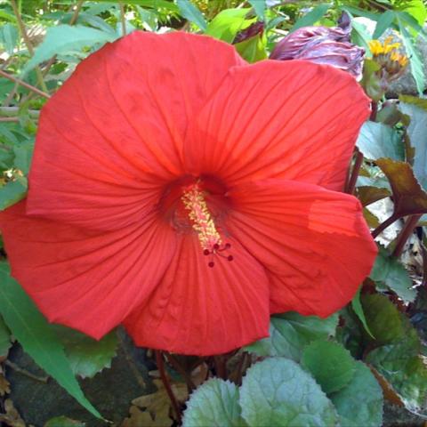 Hibiscus 'Luna Red', huge crimson flower with yellow stamen in center