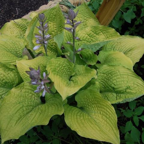 Hosta Coast to Coast, yellow green almost triangular leaves