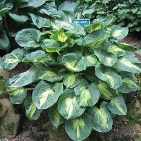 Hosta Dream Weaver, rounded green leaves with yellow centers