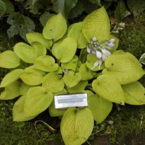 Hosta Little Aurora, bright yellow-green small leaves, mini plant