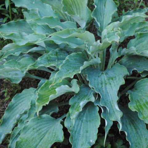 Hosta 'Neptune' very blue-green elongated leaves, wavy edges