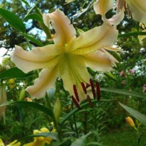 lilium Elusive, yellow to pinkish down-facing large flowers