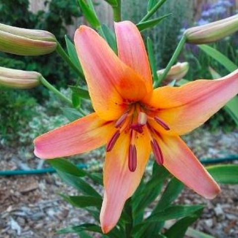 Lilium Pearl Jessica, pink to gold to orange throat