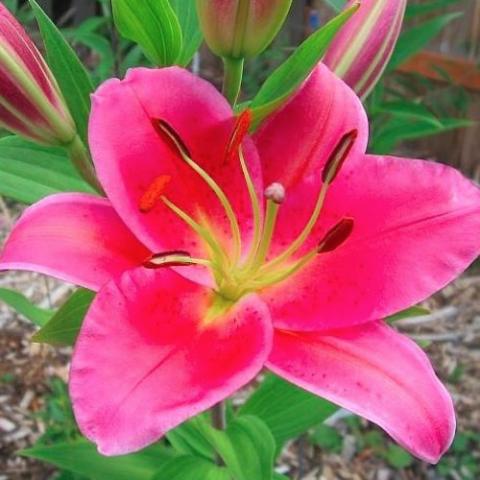 Lilium Tarrango, shiny dark pink, lighter at the tips, white edge, yellow throat