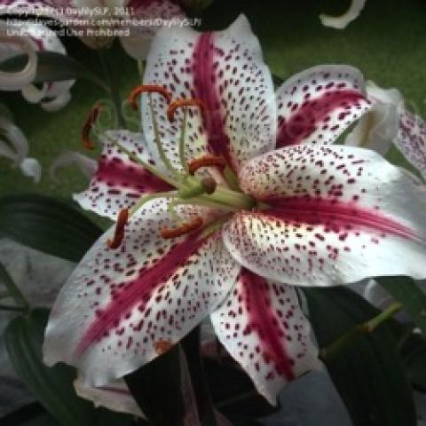 Lilium Tiger Woods, white petals, dark pink ribs, dark pink spots