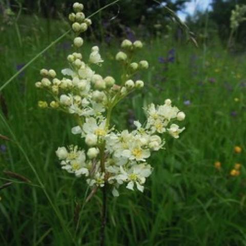 Filipendula vulgaris, white flower spikes