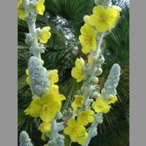 Verbascum bombicyferum, silver with light yellow flowers