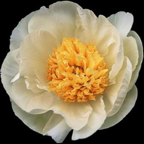 Paeonia Cheddar Gold, almost white petals, gold center