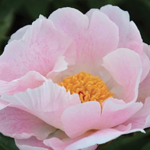 Paeonia Chiffon Clouds, light baby pink cupped petals, gold center