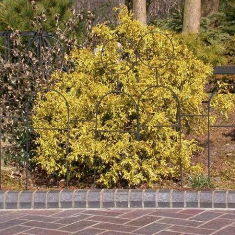 Chamaecyparis Lemon Thread, yellow foliage on rounded conifer form