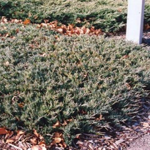 Juniperus Webberi, low-growing bluish conifer