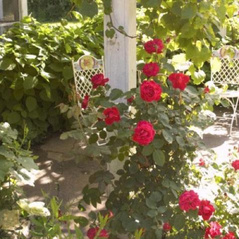 Rosa Ramblin' Red, red climbing rose