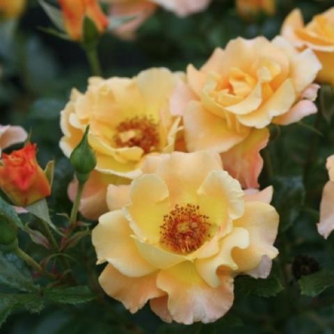 Rosa Sunsay, butter yellow to peach semidouble, gold center