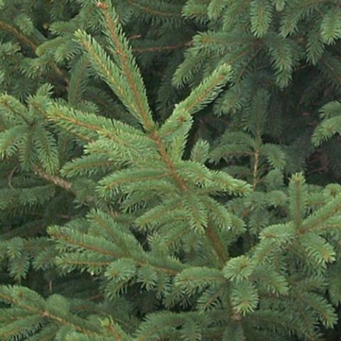 Picea Montrose Spire, spruce needles 