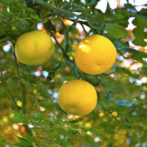 Yuzu Ichandrin citrus, yellow round fruits