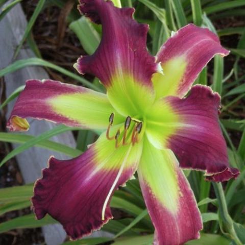 Hemerocallis Spacecoast Wildcat, dark purple with yellow-green throat