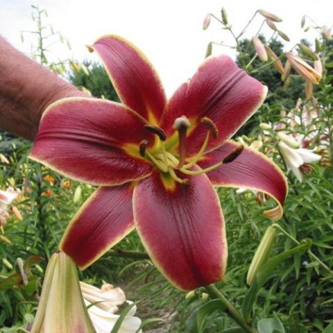 Orienpet lily bred by Dr. Griesbach, dark red with light yellow edges, recurved