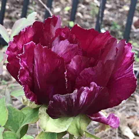 Paeonia Kaoukamon, maroon with light glowing through it